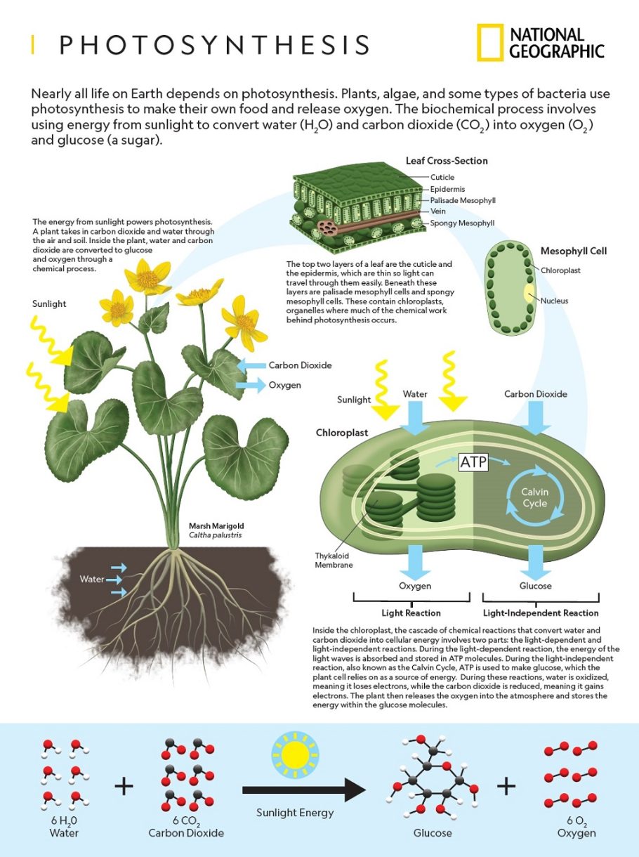 How Does Photosynthesis Work DavaoPonics